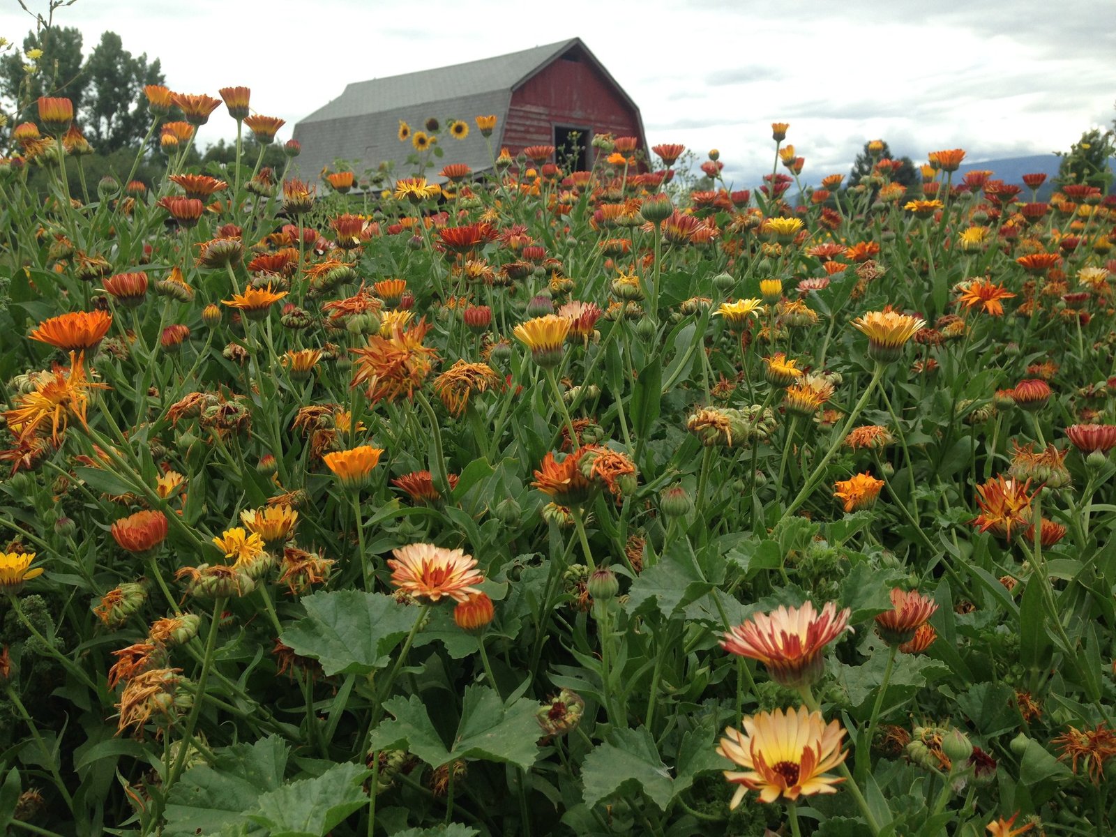 Red Hen Farm Missoula Red Barn Montana Zinnias in Field in Missoula Montana